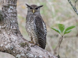  - Spot-bellied Eagle-Owl