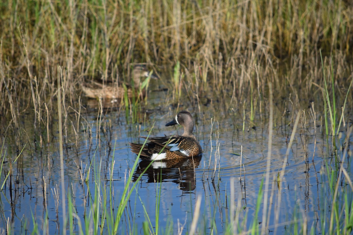 Blue-winged Teal - ML581117981