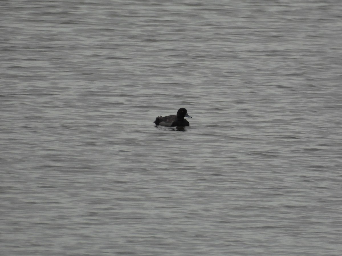 Greater Scaup - ML581117991