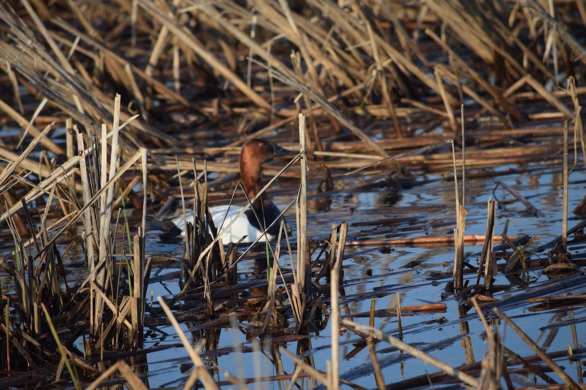 Canvasback - Russell Rytter