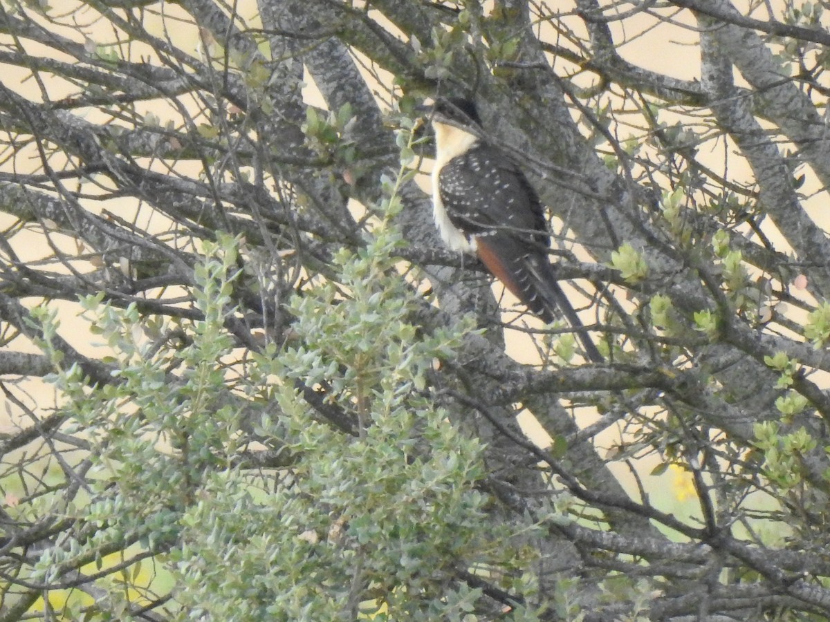 Great Spotted Cuckoo - ML581120441