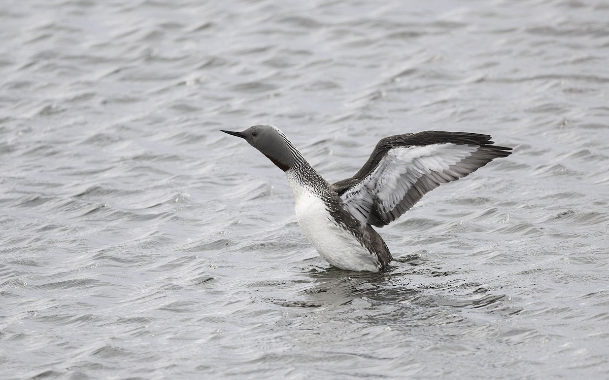 Red-throated Loon - ML581120891