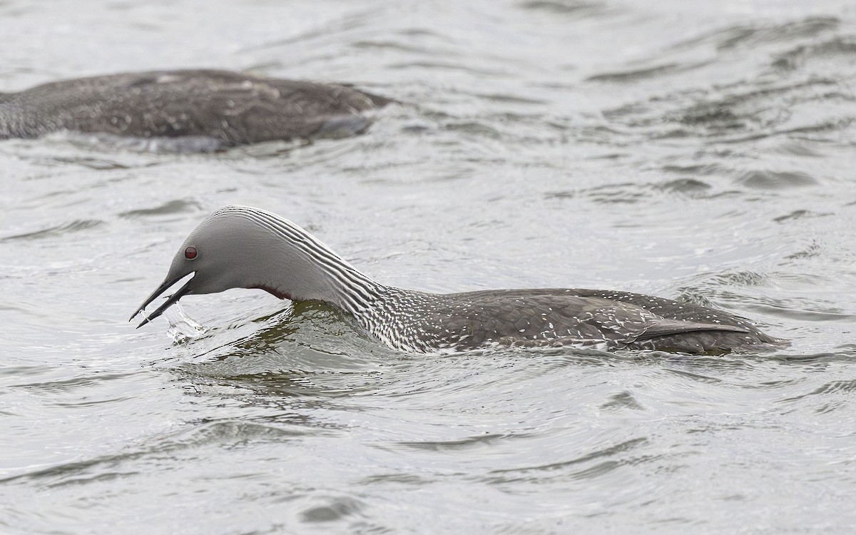 Red-throated Loon - ML581120901