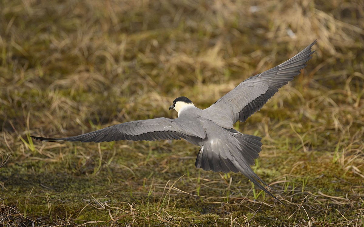 Long-tailed Jaeger - ML581121001