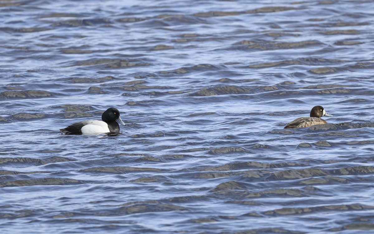 Greater Scaup - ML581121051