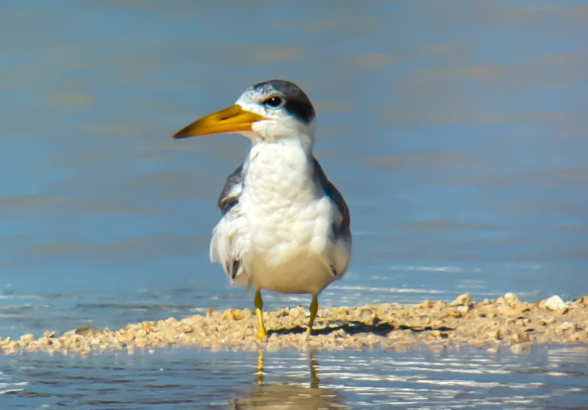 Ebird Checklist Jun Camp Keais Rd Species