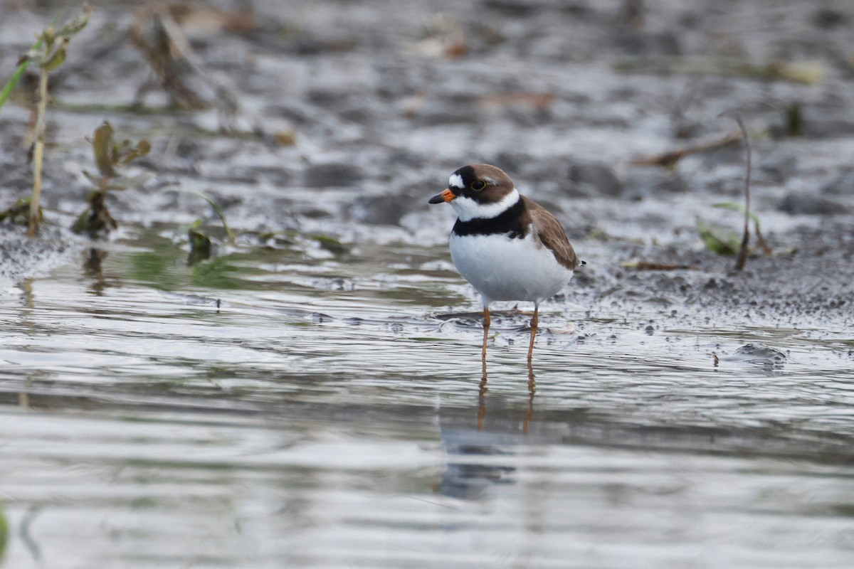 Semipalmated Plover - ML581128531