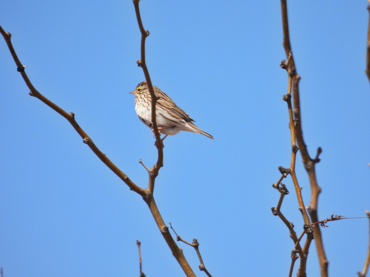 Savannah Sparrow - ML581132581
