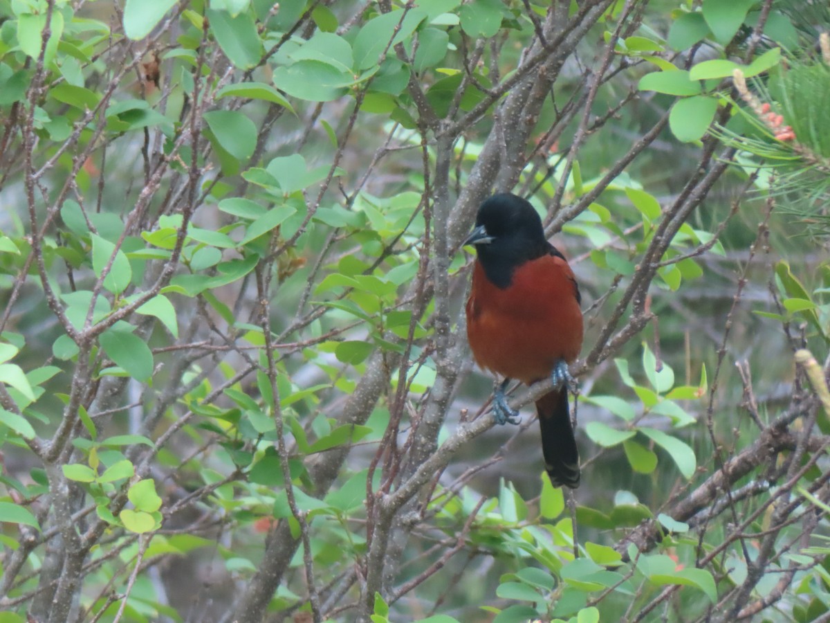 Orchard Oriole - ML581133991