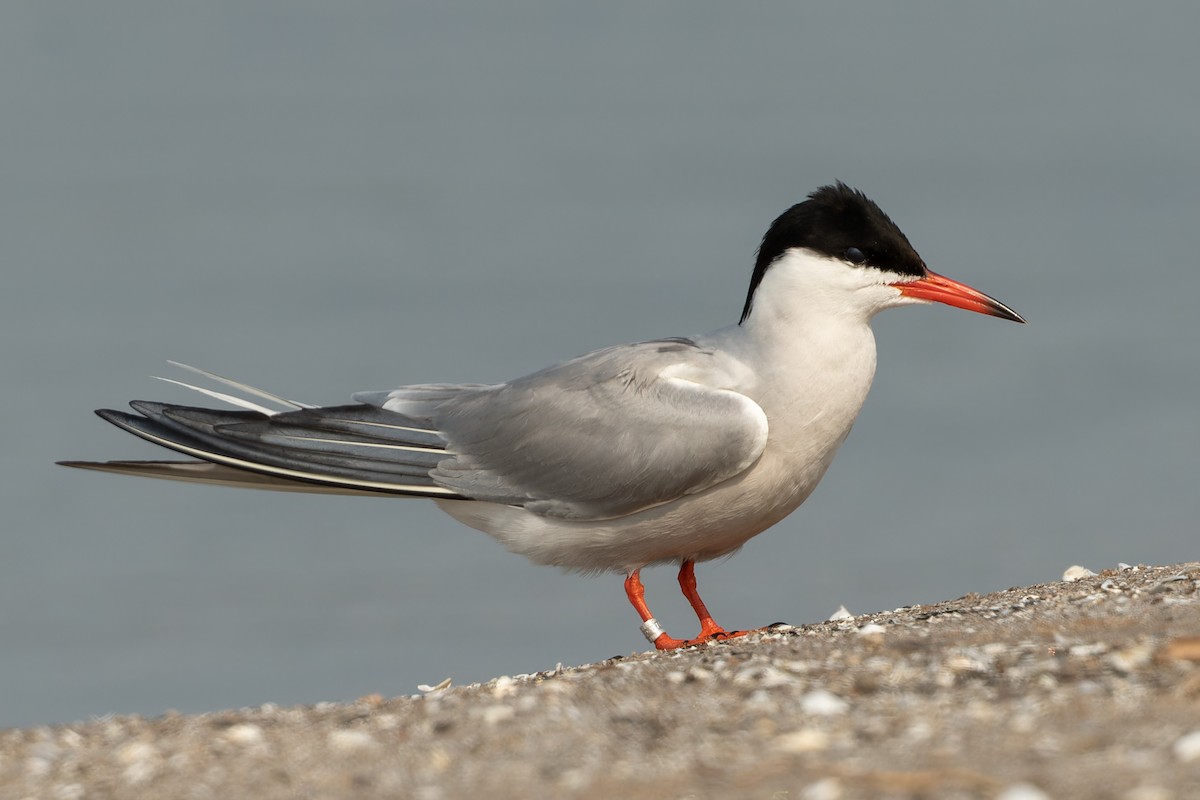 Common Tern - ML581134431