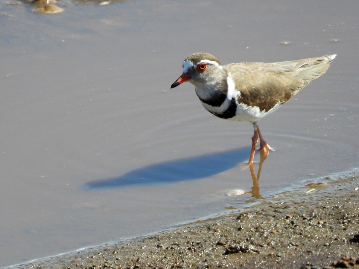 Three-banded Plover - ML581147431