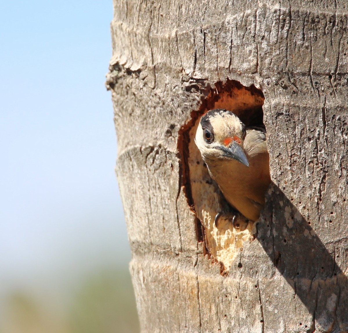 West Indian Woodpecker - peg morgan