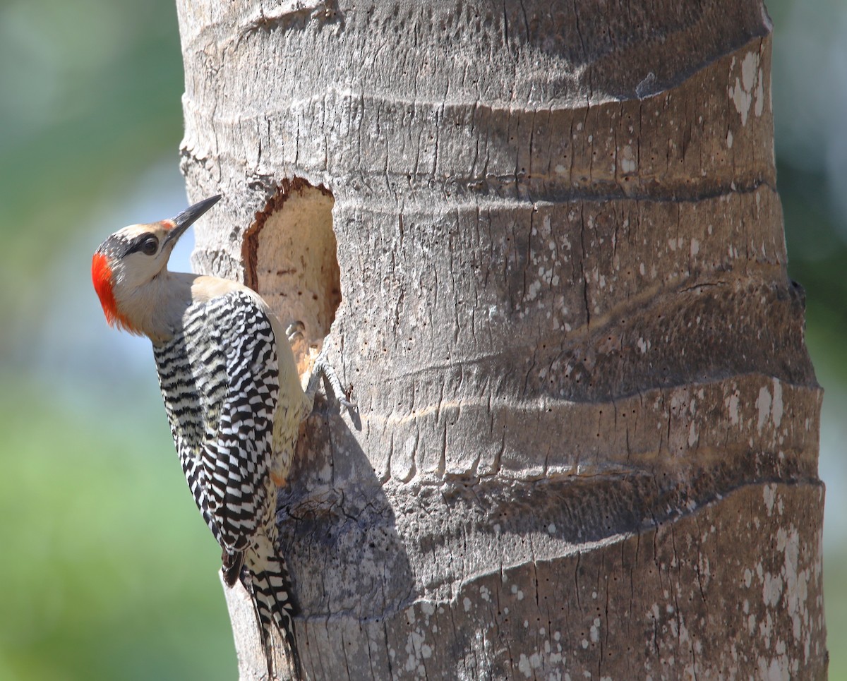 West Indian Woodpecker - ML581150351