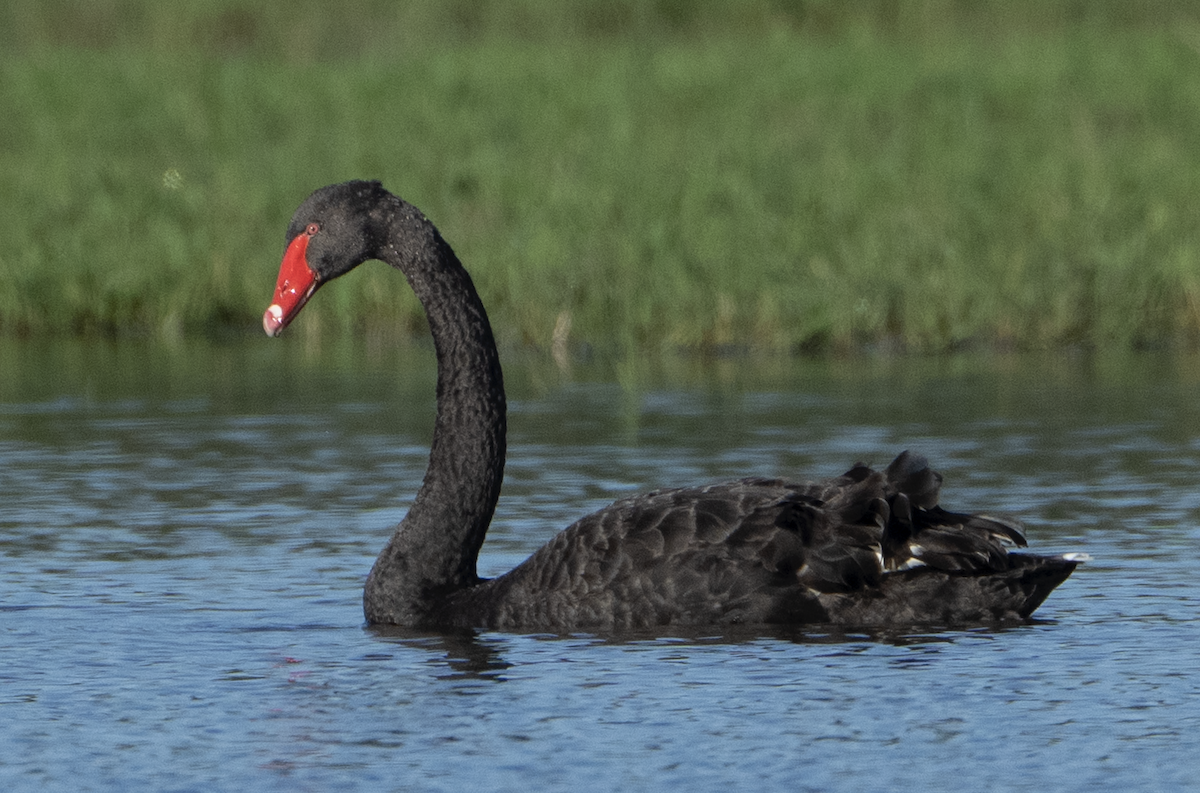 Black Swan - ML581153031