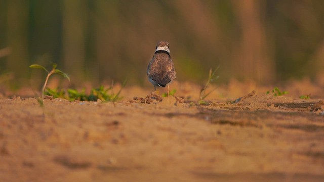 Little Ringed Plover - ML581156351