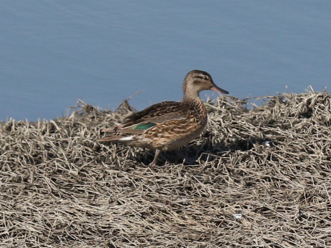 Green-winged Teal - ML581163751