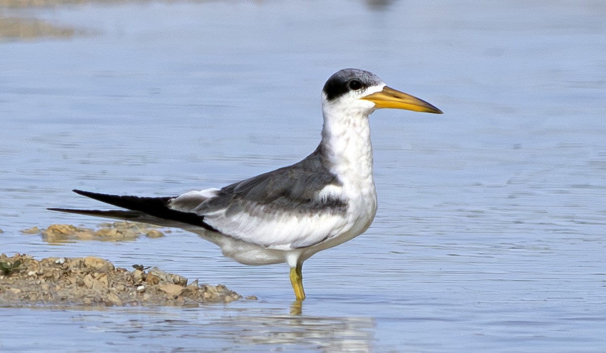 Large-billed Tern - ML581166641