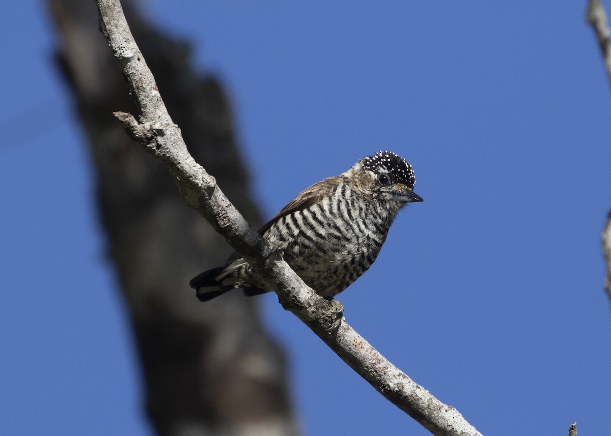 White-barred Piculet (White-barred) - ML581166701