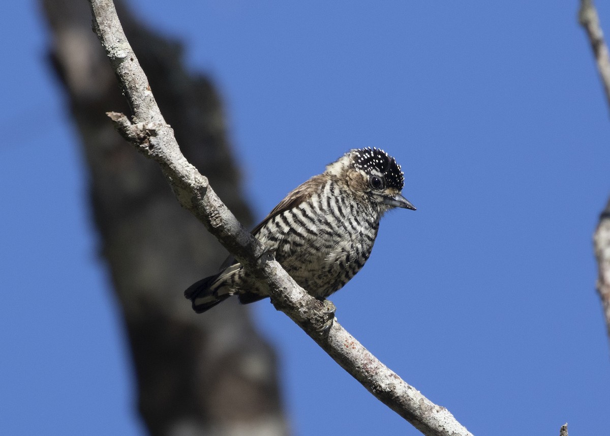 White-barred Piculet (White-barred) - ML581166711