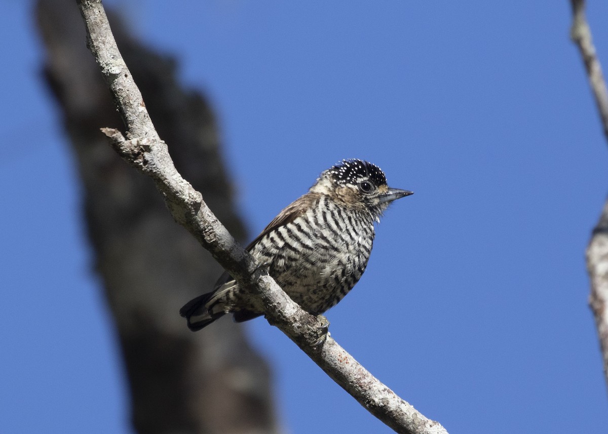 White-barred Piculet (White-barred) - ML581166721