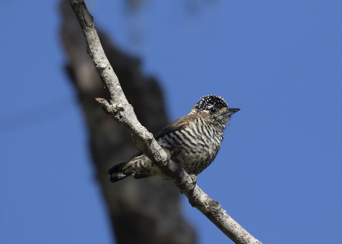 White-barred Piculet (White-barred) - Silvia Faustino Linhares