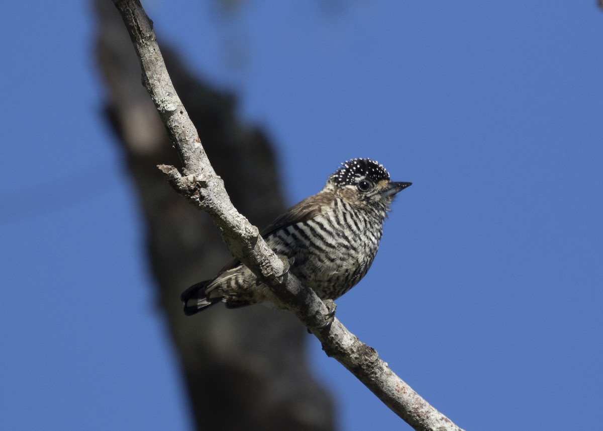 White-barred Piculet (White-barred) - Silvia Faustino Linhares