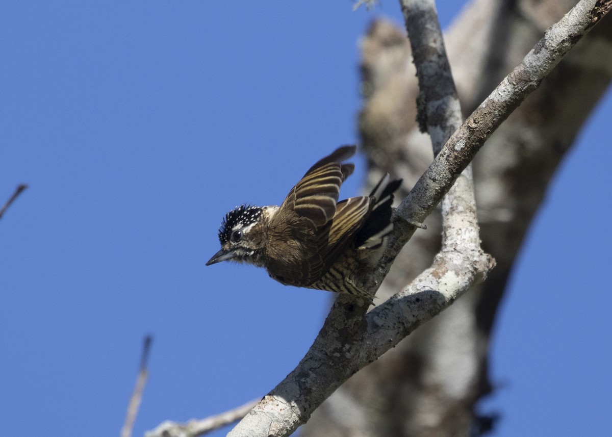White-barred Piculet (White-barred) - ML581166781