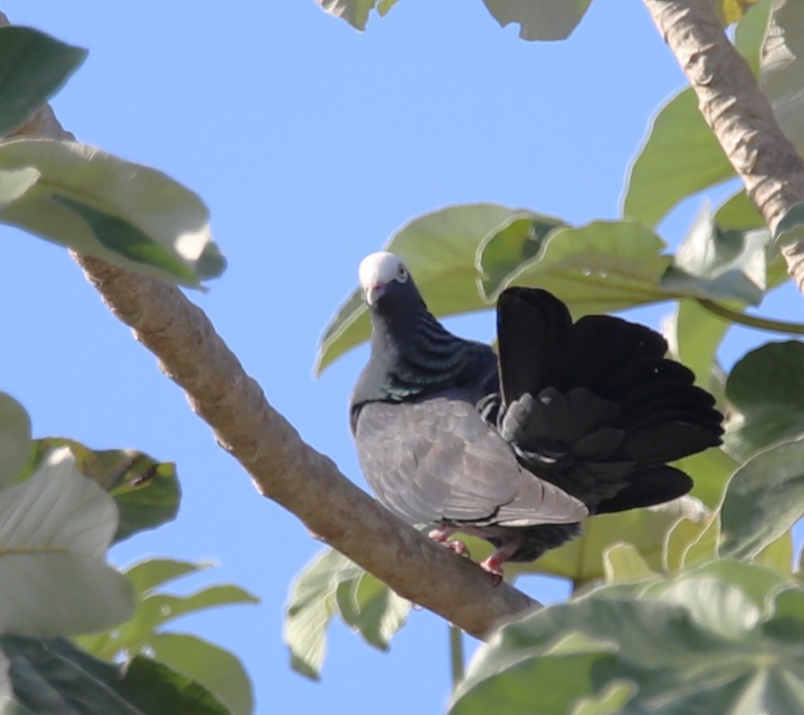White-crowned Pigeon - ML581169211