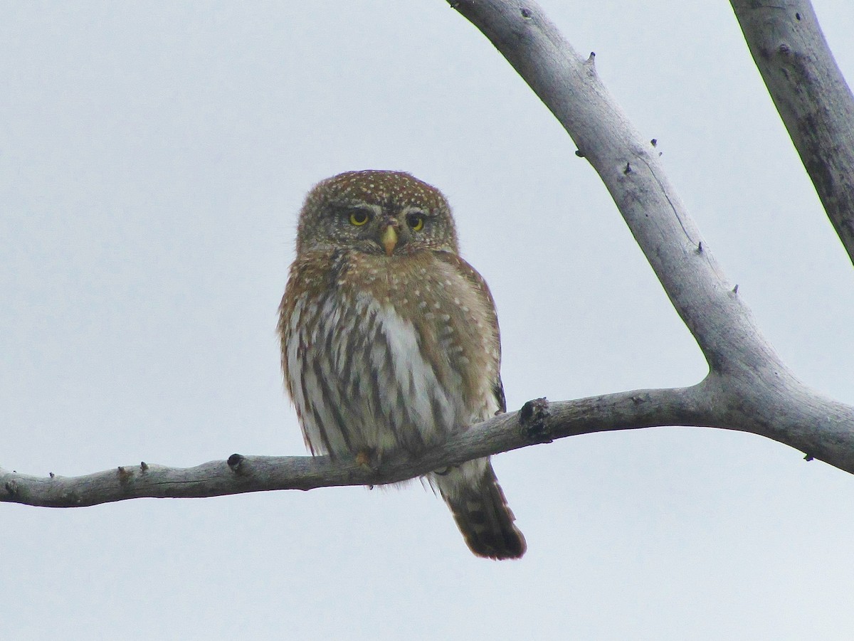 Northern Pygmy-Owl - Christopher Hinkle
