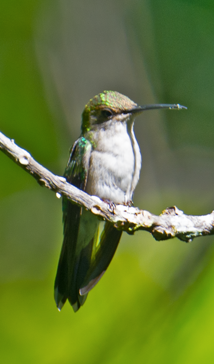 kolibřík pralesní - ML581177631
