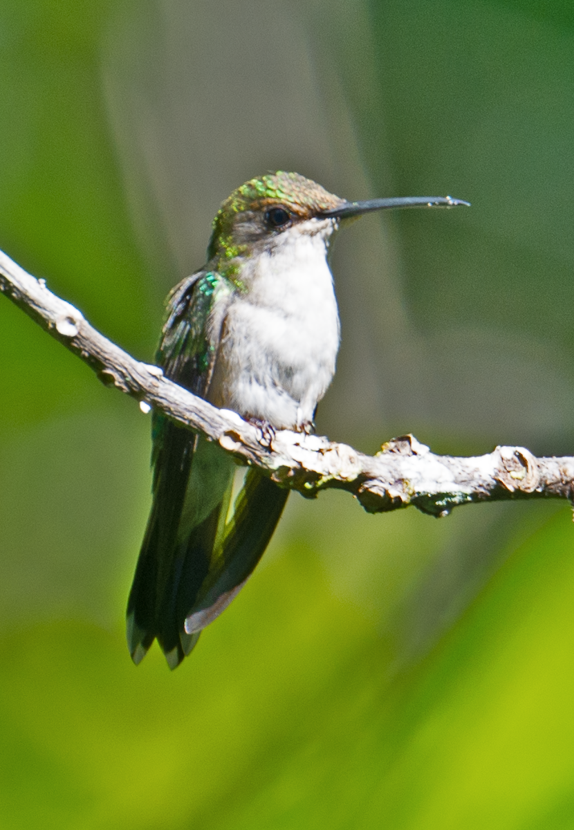 kolibřík pralesní - ML581179741
