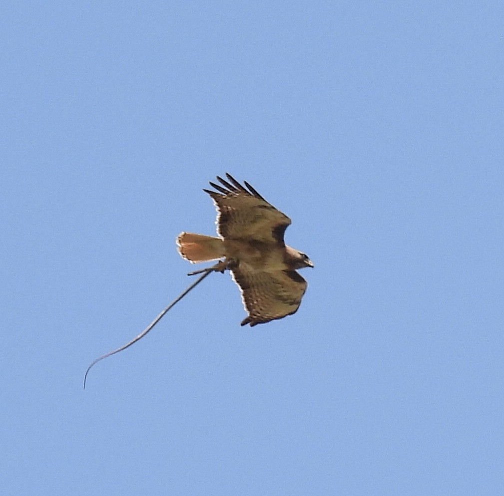 Red-tailed Hawk - ML581179761
