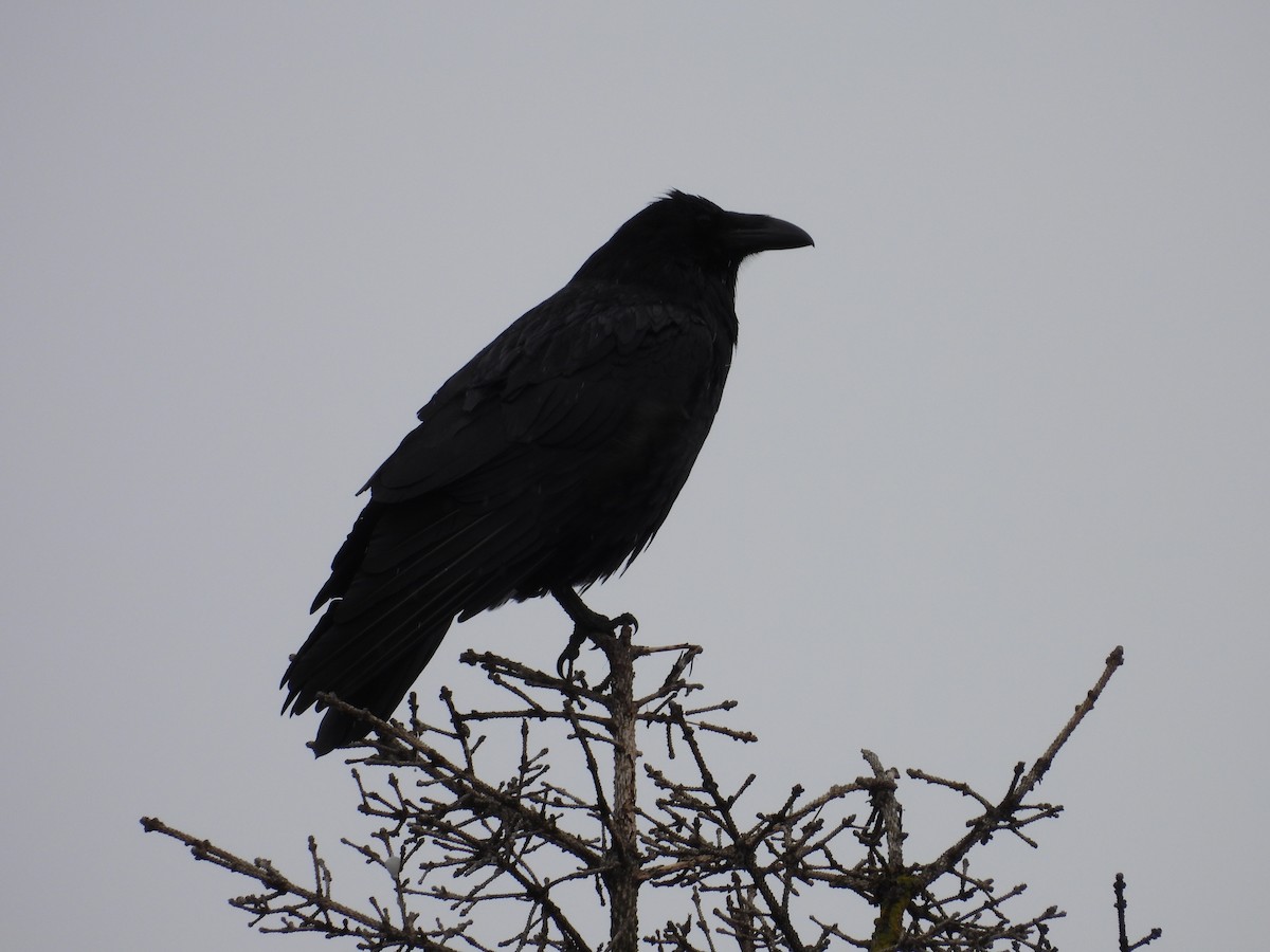 Common Raven - ML581180041