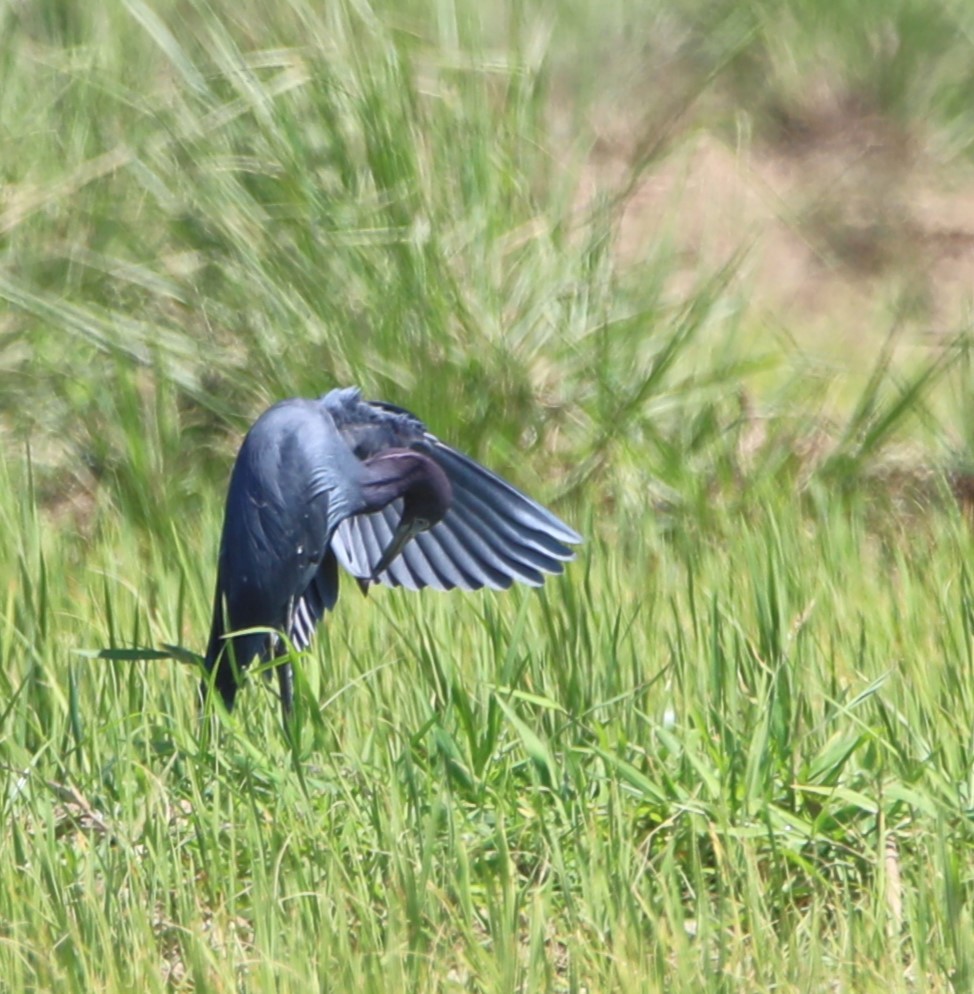 Little Blue Heron - peg morgan