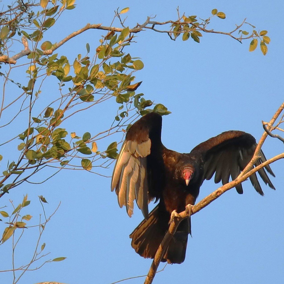 Turkey Vulture - peg morgan