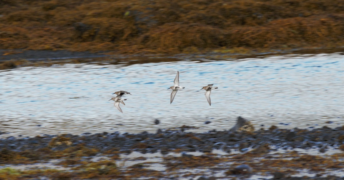 Bécasseau variable (schinzii) - ML581185631