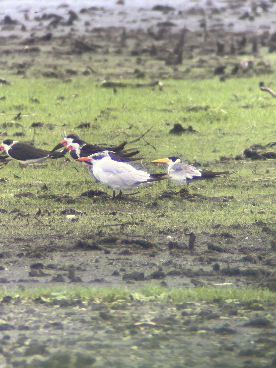 EBird Checklist 4 Jun 2023 T M Goodwin WMA Broadmoor Unit 38