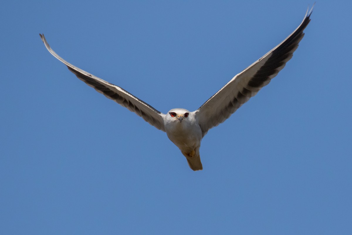 Black-winged Kite - Dorna Mojab