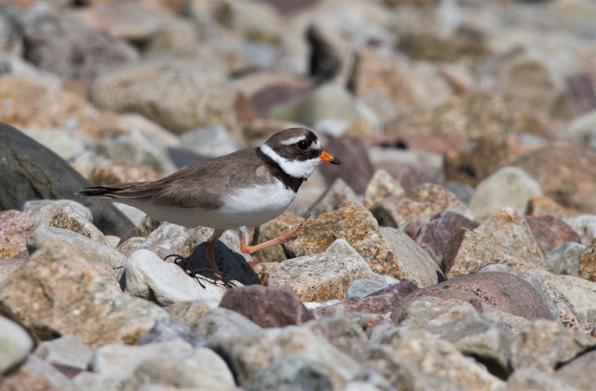 Common Ringed Plover - ML581189031