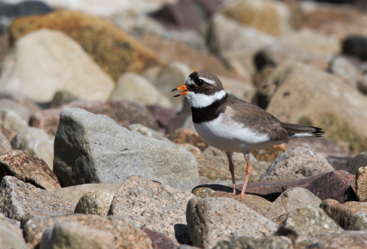 Common Ringed Plover - ML581189041