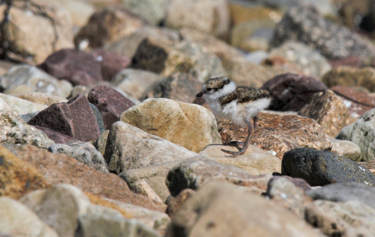Common Ringed Plover - ML581189051
