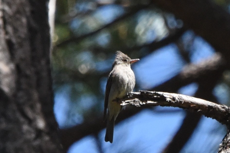 Greater Pewee - ML581193491