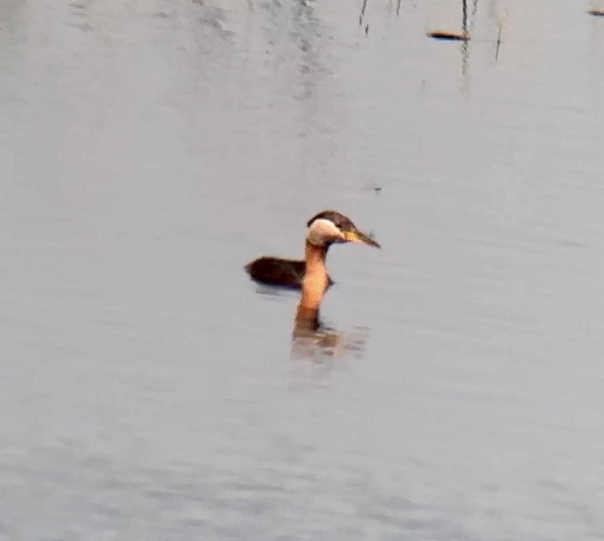 Red-necked Grebe - ML581196311