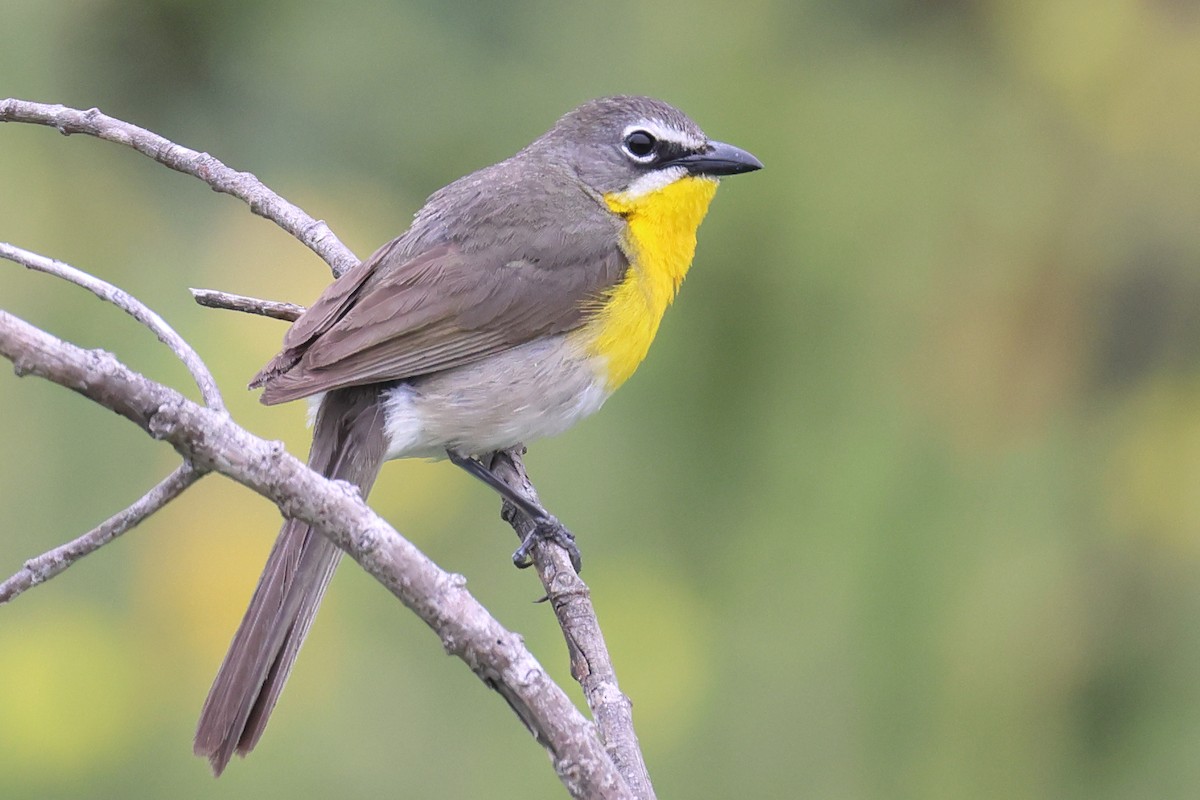 Yellow-breasted Chat - Tom Fangrow