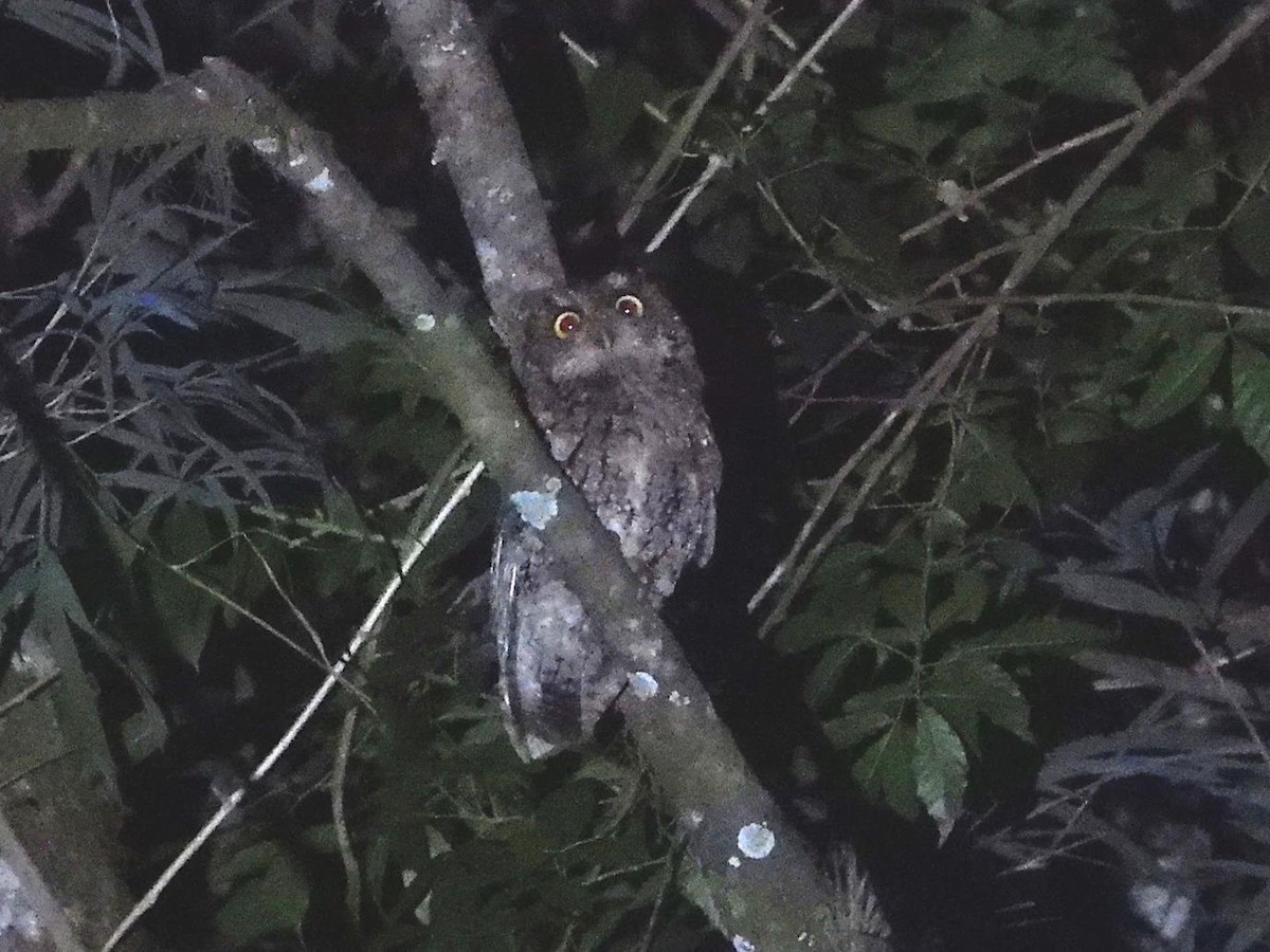 Montane Forest Screech-Owl - ML581201181