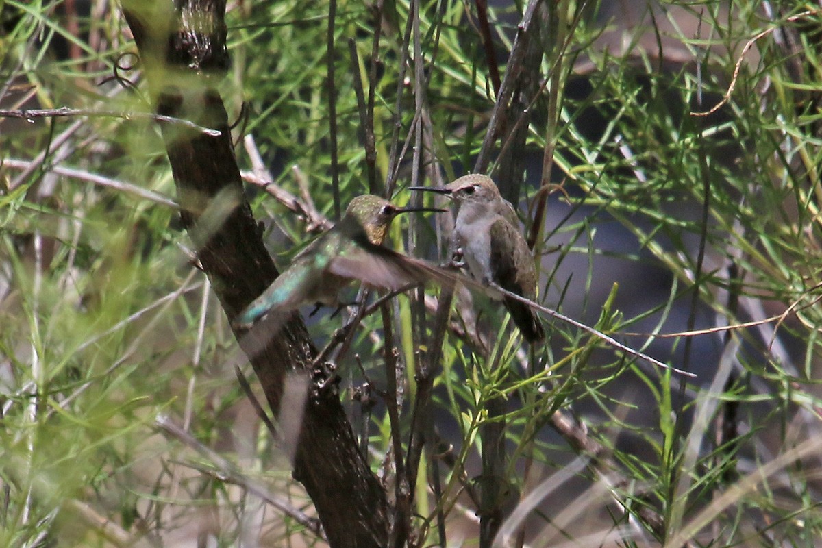 Black-chinned Hummingbird - Richard Fray