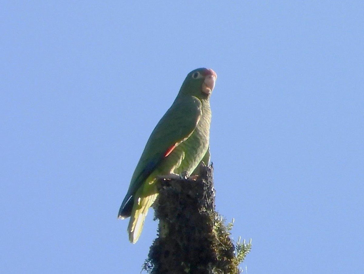 Tucuman Parrot - Barry Reed