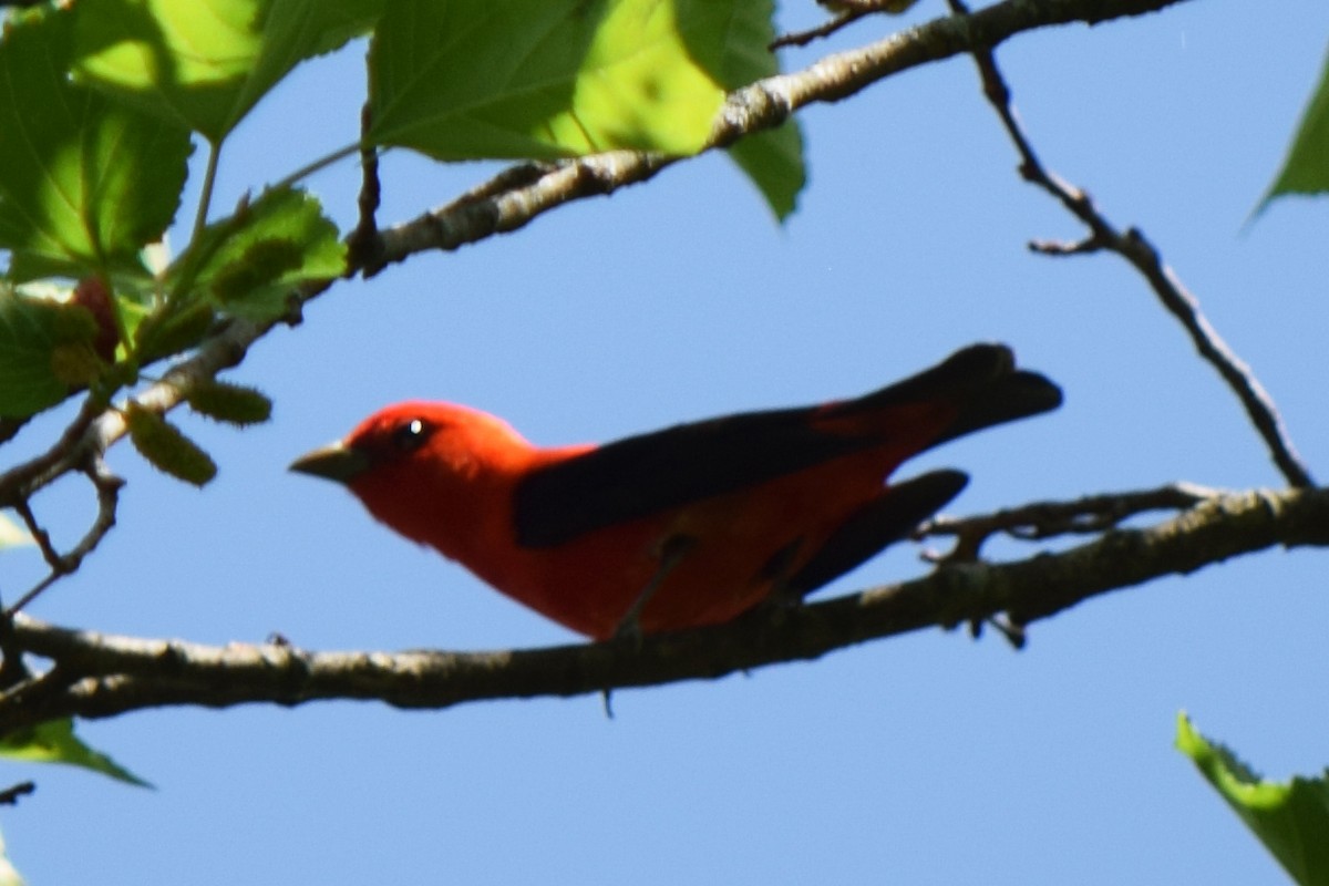 Scarlet Tanager - ML581204951