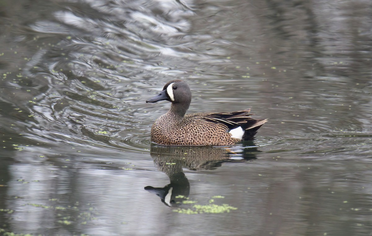 Blue-winged Teal - ML581206951