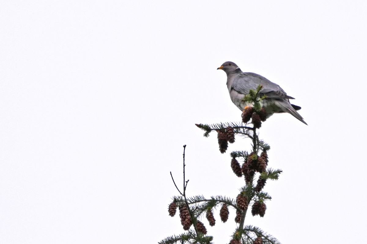 Band-tailed Pigeon - ML58120701
